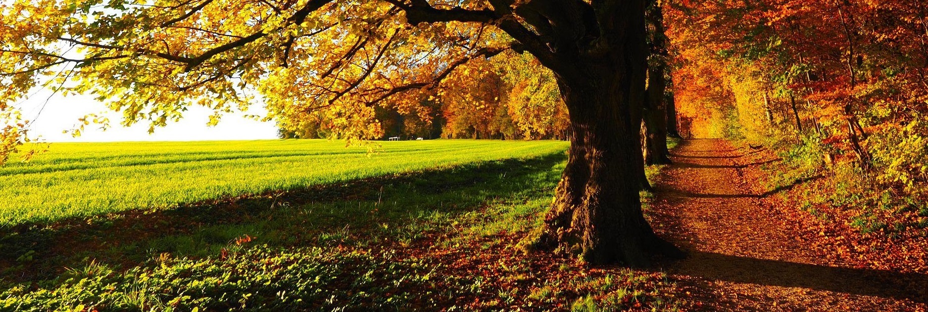  Herbst_Baum.jpg