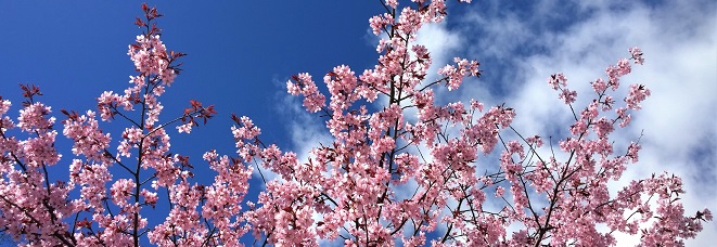  cherry-blossoms-g927e0a2b8_1920.jpg